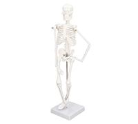 Bewinner Modello di Scheletro Umano Mini Scheletro in PVC da 45 Cm con Braccia Mobili, Gambe e Supporto, Struttura Ossea per Tutto il Corpo per Studio di Anatomia, Chiropratica, Yoga, Aula,