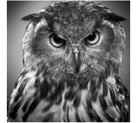 Beyond The Wizard's Sleeve - Animations