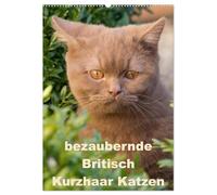 bezaubernde Britisch Kurzhaar Katzen (Wandkalender 2026 DIN A2 hoch), CALVENDO Monatskalender: Dieser Kalender zeigt Outdoor Fotos der wunderbaren Britisch Kurzhaar Katzen