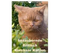bezaubernde Britisch Kurzhaar Katzen (Wandkalender 2026 DIN A4 hoch), CALVENDO Monatskalender: Dieser Kalender zeigt Outdoor Fotos der wunderbaren Britisch Kurzhaar Katzen