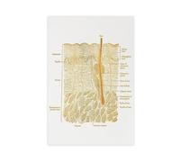 BFTIUTG Poster su tela con anatomia dell'arte della pelle, decorazione artistica da parete per soggiorno, camera da letto, 30 x 45 cm
