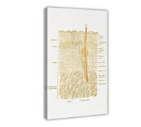 BFTIUTG Poster su tela con anatomia dell'arte della pelle, decorazione artistica da parete per soggiorno e camera da letto, 40 x 60 cm