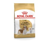 BHN CAVALIER KING CHAR AD3KG