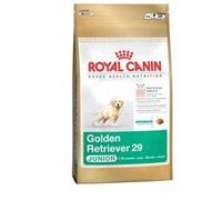 BHN GOLDEN RETRIEVER PUPPY 3KG