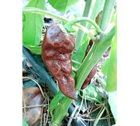 BHUT JOLOKIA CHOCOLATE (India) 5 SEMI PURI peperoncino molto piccante BJ cioccolato