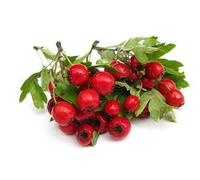 Biancospino Frutti (bacche) 100 Gr