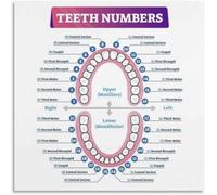 BIANMTSW Poster con tabella dei numeri dei denti, guida completa per anatomia dentale e numerazione dei denti, per clinica e studio, incorniciato, 40 x 60 cm