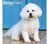 Bichon Frise 2026 Calendar | Square Wall Calendar | Dog Breed Gift | Plastic Free Packaging | by Avonside Publishing