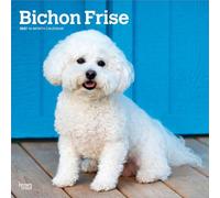 Bichon Frisé 2027 - 16-Monatskalender: Original BrownTrout-Kalender [Mehrsprachig] [Kalender]