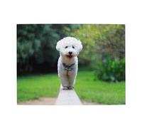 Bichon Frise Bokeh Animali Cani Parco Cani Bianchi, Puzzle da 500 pezzi per adulti - Puzzle in legno per adulti e anziani