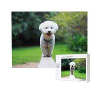 Bichon Frise Bokeh Animali Domestici Cani Parco Cani Bianchi,Puzzle in legno da 500 pezzi, gioco di famiglia, puzzle per adulti e adolescenti, decorazioni per la casa