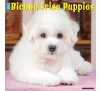 Bichon Frise Puppies 2027 Wall