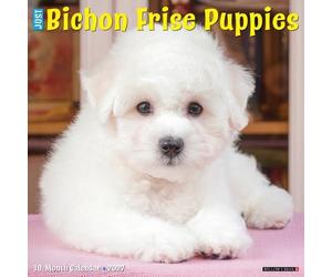 Bichon Frise Puppies 2027 Wall