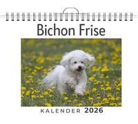 Bichon Frise: (Wandkalender 2026, Kalender DIN A4 quer, Monatskalender im Querformat mit Kalendarium, das perfekte Geschenk)