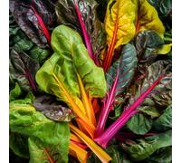 bietola balcone rialzato con letto balcone biologici, varietà antiche copertura del terreno rampicanti resistente arredamento del 500semi