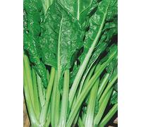 BIETOLA DA COSTE LISCIA VERDE DA TAGLIO NR.300 SEMI