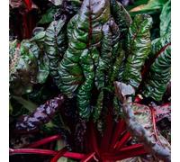 Bietola - rare d'appartamento esotiche in vaso balcone resistente giardino roccioso biologici, varietà antiche balcone rialzato 300semi