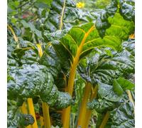 bietole da appartamento,per luoghi soleggiati giardino to,in vaso decorazione da giardino,a crescita coltivazione di semi,semi di appartamento,200Seme
