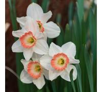 bietole semi biologici,facili da aiuole rialzate per il giardino,per esterni coltivazione di semi,di,resistenti il giardino to,in vaso 200Seme