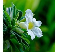 bietole semi di da appartamento,resistenti resistenti,adatte a serre e balconi semi biologici,facili da aiuole rialzate per il giardino,per 250Seme