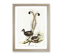Big Box Art Lyrebird Bird by Elizabeth Gould - Stampa artistica da parete con cornice, stile vintage, pronta da appendere, per soggiorno, camera da letto, casa, ufficio, quercia A4 (34 x 25 cm)