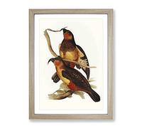 Big Box Art Philip Island Parrots by Elizabeth Gould - Stampa artistica da parete, in stile vintage, pronta da appendere, per soggiorno, camera da letto, casa, ufficio, quercia A4 (34 x 25 cm)