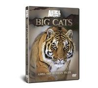 BIG CATS: Amba The Russian Tiger [DVD] [Edizione: Regno Unito]