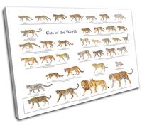 Big Cats Tiger Lion Infographic Animals SINGLE TELA parete arte foto stampa