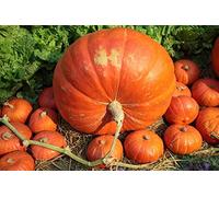 Big Max Semi di - 10 Semi Seeds ONLY