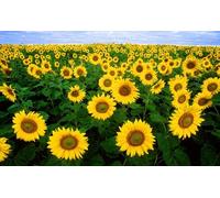 BIG SMILE - 35 seeds - DWARF SUNFLOWER - Helianthus annuus yellow - GOLD Seeds ONLY