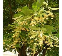 Bigleaf TIGLIO Tilia platyphyllos 10 SEMI