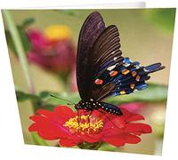 Biglietto d'auguri di compleanno quadrato con farfalle