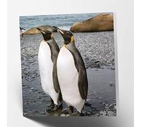 Biglietto di auguri di compleanno quadrato bianco con coppia di pinguini