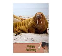 Biglietto di auguri di compleanno Walrus 20,3 x 14 cm (Mix & Match on 20 x 14 cm Biglietti - Qualsiasi 2 per £ 5.50) - Consegna gratuita e lo stesso giorno spedizione prima delle 2pm (Mon-Fri)
