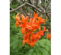 Bignonia capensis “tecoma capensis”, Pianta rampicante in vaso ø9 cm h. 20/40 cm Vivaio di Castelletto