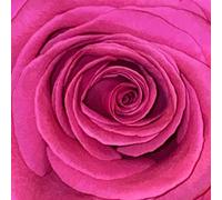 gelb ist das feld (2nd edition/gatefold/180gr.)