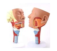 BINWAN Organ Model Modello anatomico della Gola della cavità nasale, cavità nasale laringofaringea del rinofaringe Umano 1:1, cavità Orale, faringe, laringe, Modello anatomico