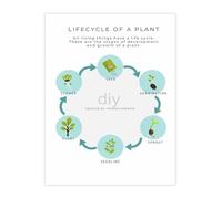 Biology Educational Chart Plant Life Cycle Science Poster for Classroom Teaching Home School (Unframed,12x18inch(30x45cm))