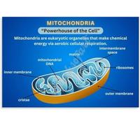 Biology Study Guide Poster Mitochondria Functions Chart Cell Energy Educational Wall Art for Students Desk Decor(Unframed,12x18inch(30x45cm))