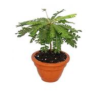 Biophytum Sensitivum - South Sea Palm - 9cm Tontopf - The plant that moves - Ideal for kids - Miniature Palm