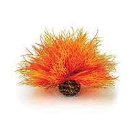 biOrb Flame Sea Giglio, Arancione