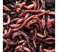 Biotica Lombrichi Rossi Californiani Vivi Eisenia Fetida 1mq/3kg - Ideali per Vermicompostaggio, Compostaggio Domestico e Produzione di Humus - Migliorano la Fertilità del Terreno