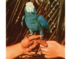 Bird, Andrew - Are You Serious