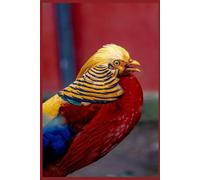 Bird - Animals Of The World - Checkered Notebook: Animals grid notebook for children, teenagers and adults for drawing, counting and writing (black ... 110 pages, grid, 6x9), (Animals of the Word)
