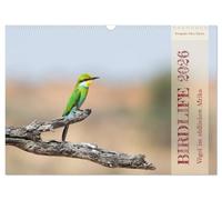 Birdlife - Vögel im südlichen Afrika (Wandkalender 2026 DIN A3 quer), CALVENDO Monatskalender: Tauchen Sie ein in die Vogelwelt des südlichen Afrikas.