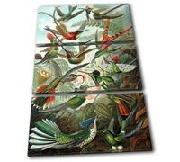 Birds Floral Tropical Vintage Animals TREBLE TELA parete arte foto stampa