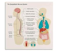 BIRXPMOS Nervous System Regulation Educational Canvas Wall-Art Self Care Mental Health Chart for Office Reading Room Decor(Framed,08x12inch(20x30cm))