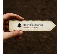 Bischofia javanica SEEDS - - SEMI Cedro di Giava | Legno del vescovo