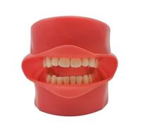 BITAYOH - Modello di denti pratica di formazione maschera in Silicone mascella Typodont modello 28 dente rimovibile per insegnamento dentisti apprendimento dimostrazione