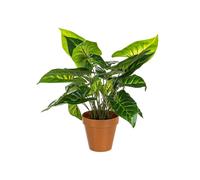 Bizzotto PIANTA CALADIO VERDE C-VASO 30FOGLIE H45 PIANTA CALADIO VERDE C-VASO 30FOGLIE H45